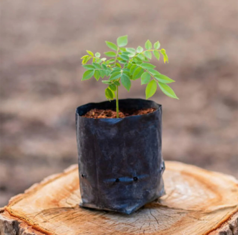 Solar Panel Services